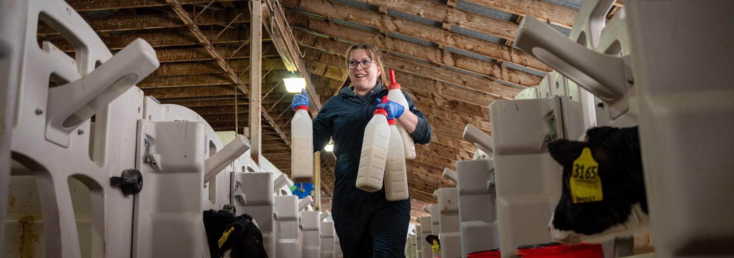 一个女人走在一排牛棚之间，手里拿着牛奶瓶.
